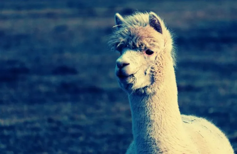 META lanza nuevo modelo de IA. Así es Llama 3.3 70B 52 Meta lanza Llama 3.3